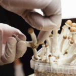 psychedelic mushrooms in Canada