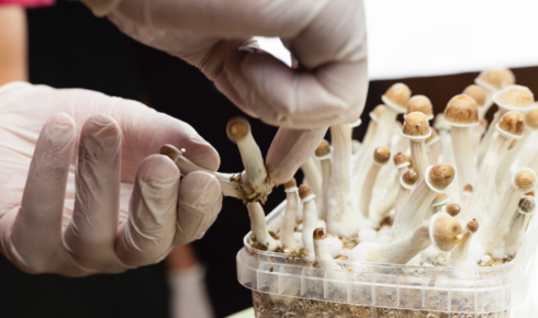 psychedelic mushrooms in Canada